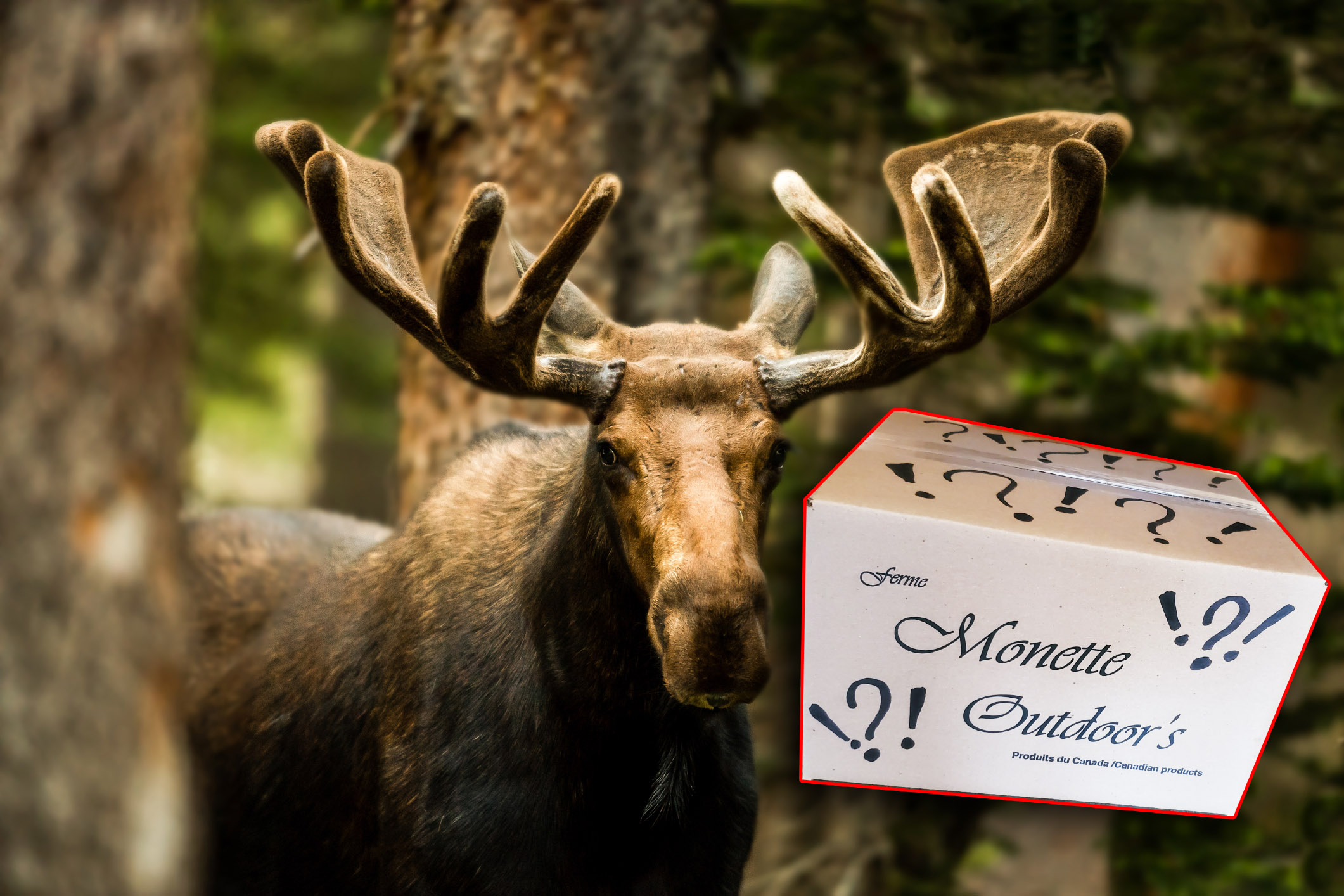 Moose 2251  surprise gift box Complete Moose Saline Kit